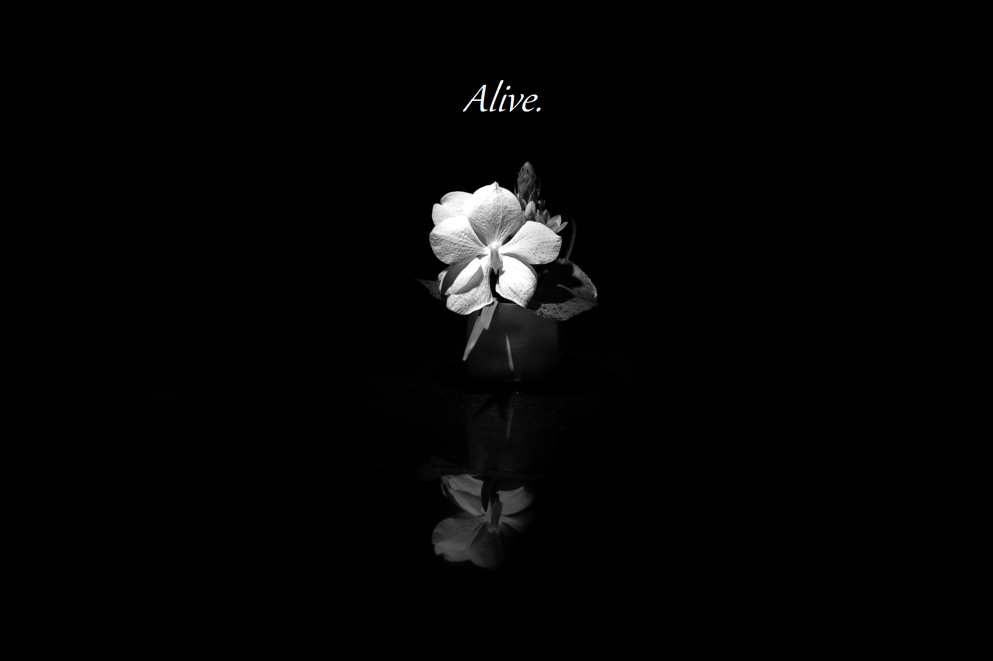 Flower in Darkness Alive Living Word Lutheran Church & Preschool